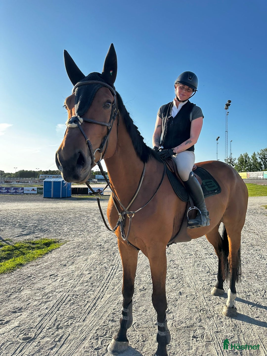 Allround hästar till salu: Stor snygg kille till valfri diciplin! i Flen - Annons 2
