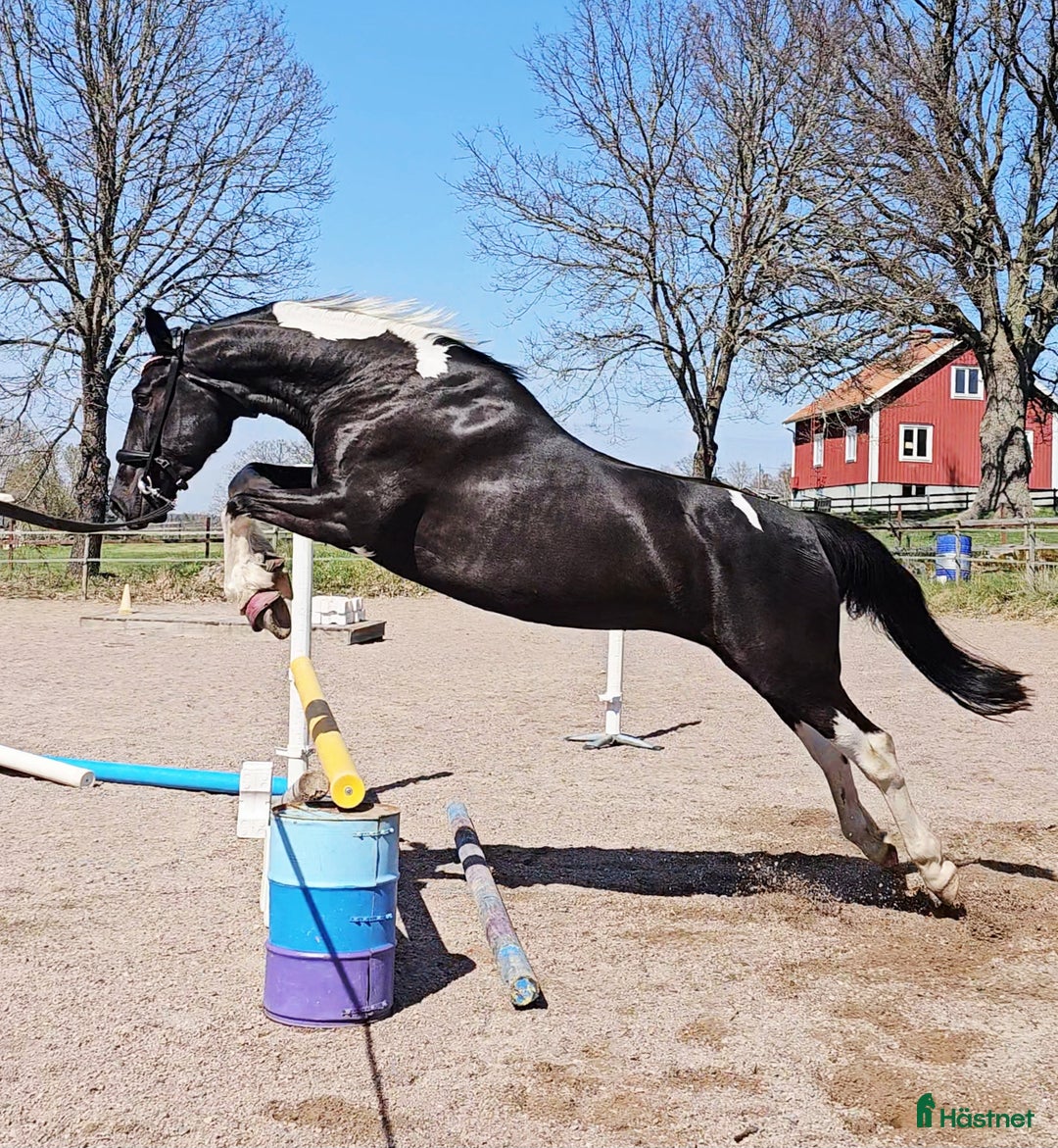 Allround hästar till salu: Vackert Sto i Vimmerby - Annons 2