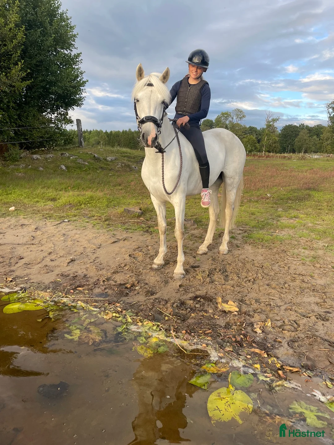 Allround hästar till salu: Personligt sto som funkar till det mesta - Annons 1