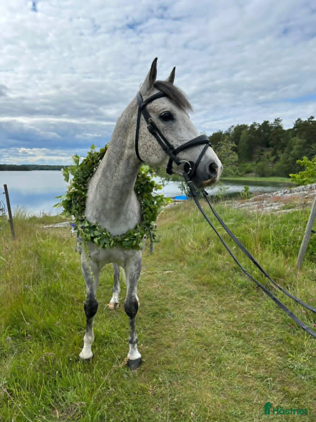 Hoppning hästar till salu: Charmig och positiv D-ponny - Annons 2