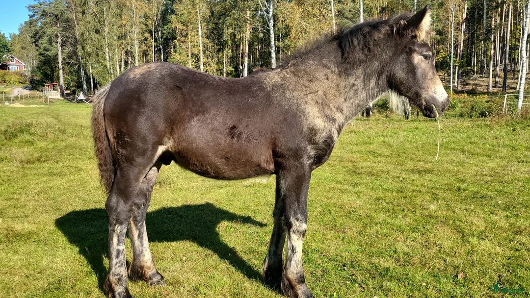 Allround hästar till salu: En trevlig trygg individ söker sin nya människa  - Annons 3