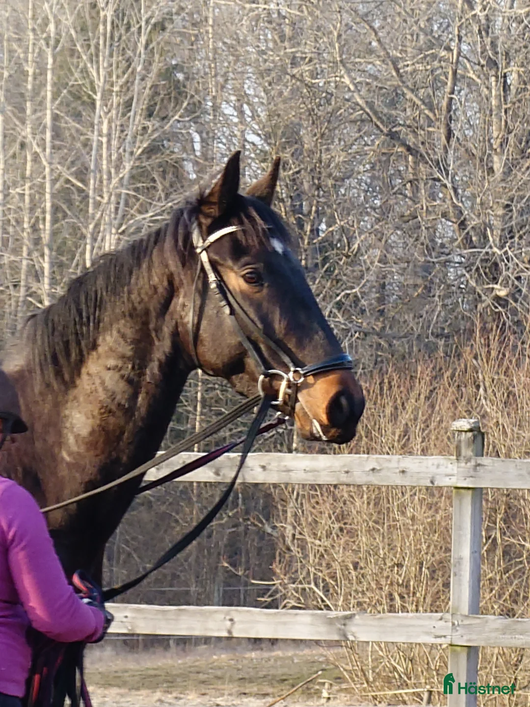 Sällskap hästar till salu: Världens goaste kille söker hem som sällskapshäst i Gislaved - Annons 1