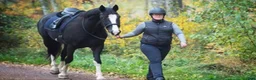 Allround hästar sökes: Sto till livslångt femstjärnigt hem! i Nyköping - Annons 13
