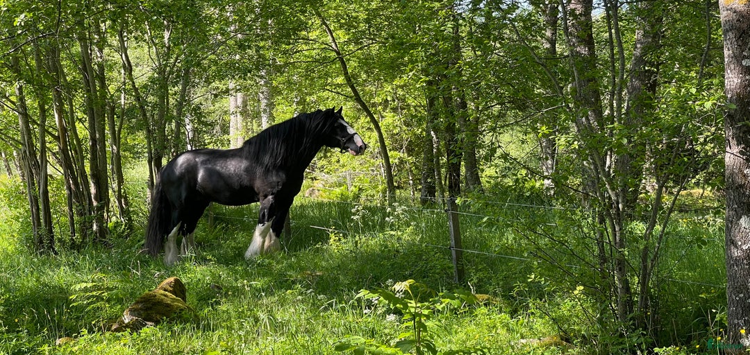 Galleribild {{count}}