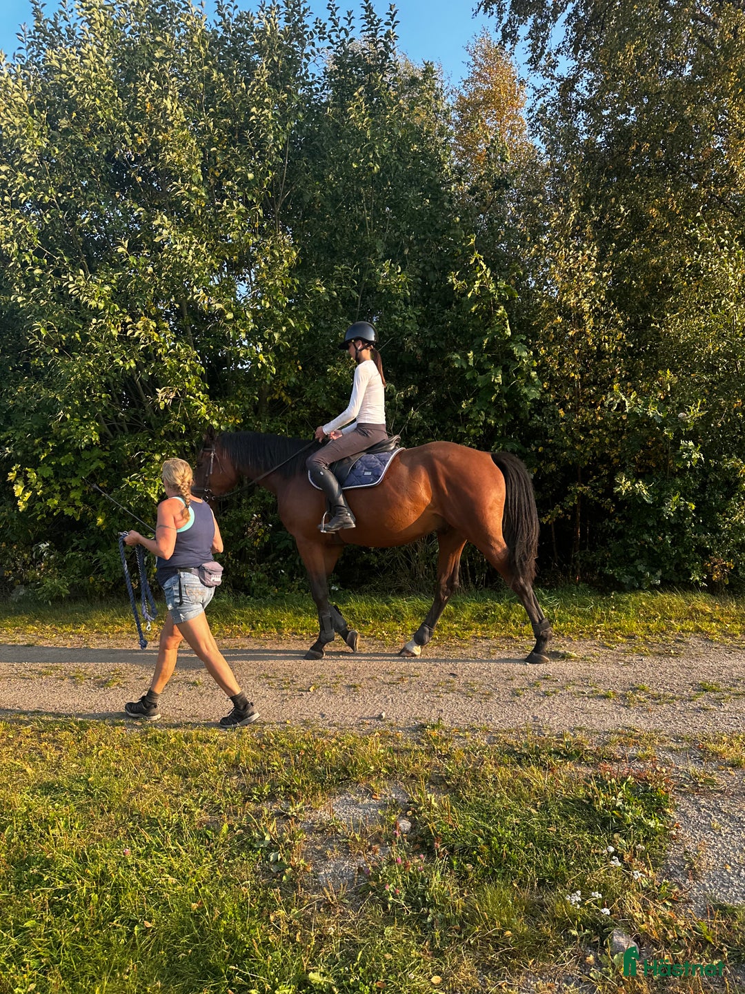 Hoppning hästar till salu: 3åring  i Eringsboda - Annons 2