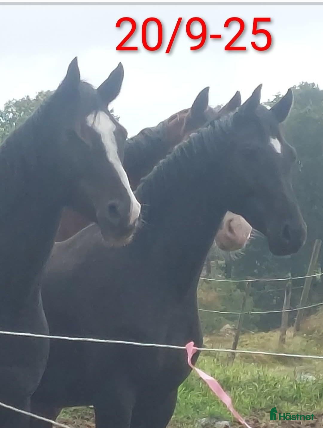  hästar Trevlig 3-årig halvblodsvalack - Annons 2
