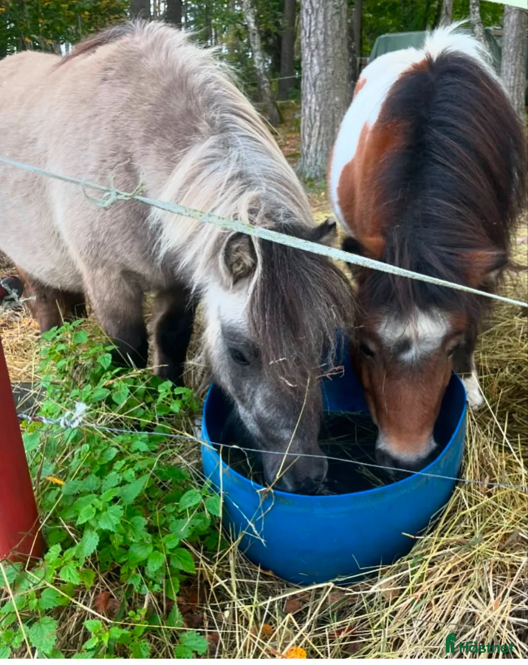 Allround hästar till salu: Shettispar säljes ihop för priset av en!  - Annons 3