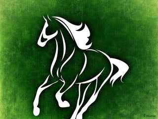 hästar Söker snäll och välriden dressyr/allroundhäst i Mariestad - Annons 16