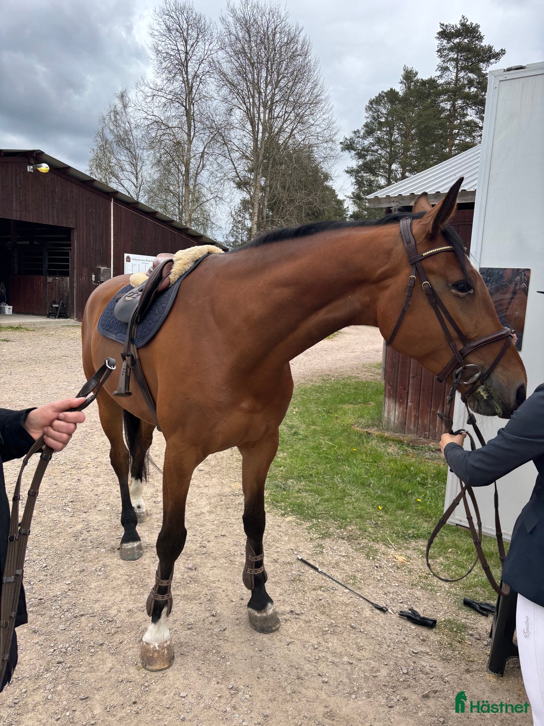 Hoppning hästar till salu: Oslipad diamant!  i Växjö - Annons 3