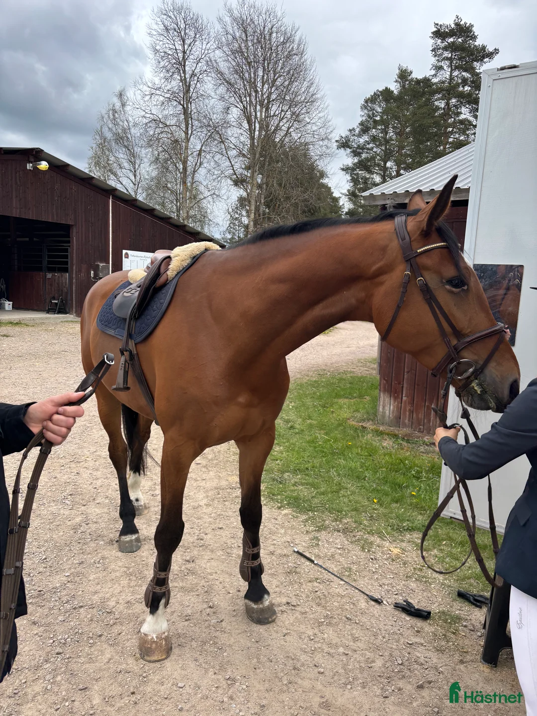 Hoppning hästar till salu: Oslipad diamant!  i Växjö - Annons 3