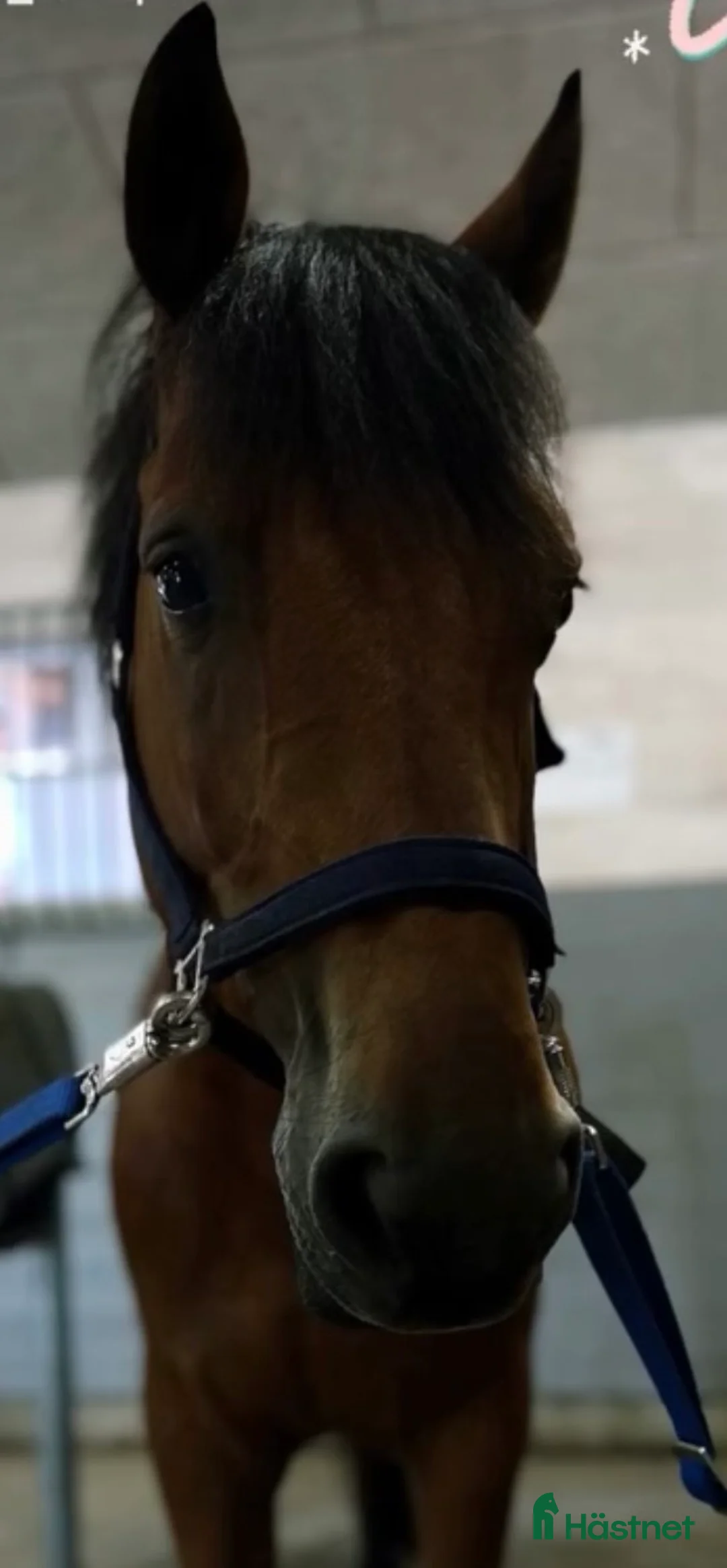 Allround hästar till salu: Sällskap/konvalescent/projekt - Annons 1