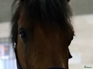 hästar Sällskap/konvalescent/projekt - Annons 1