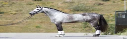 Dressyr hästar till salu: Vacker PRE kille i Guadarrama - Annons 2