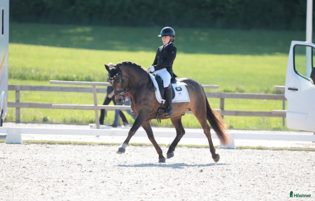 Dressyr hästar till salu: Guldkille till salu! i Kvissleby - Annons 7