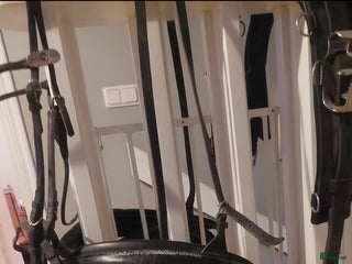 Travselar trav till salu: Travsele Finn Tack med QH fästen storlek full i Gnesta - Annons 2