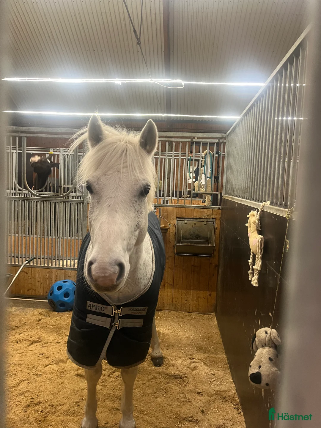 Allround hästar till salu: Smart renrasig Connemara  - Annons 2