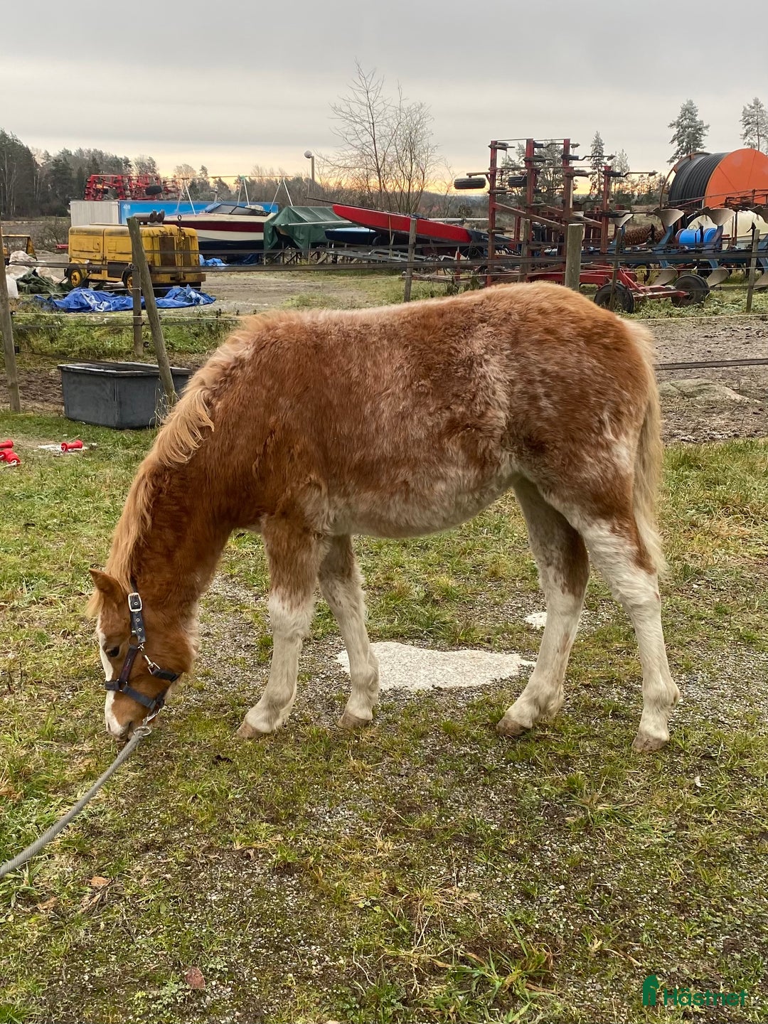 Övrigt hästar till salu: Vackert Welsh Mountain sto i Knivsta - Annons 2