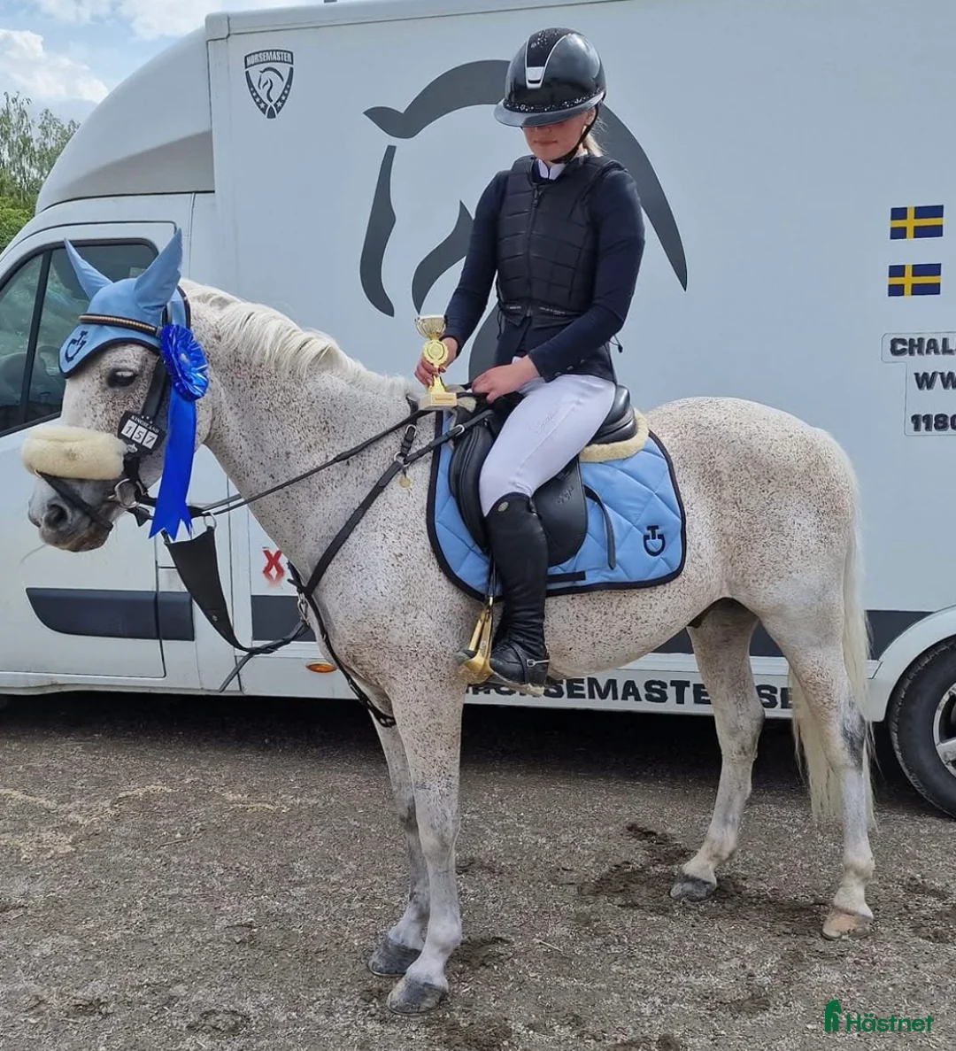 Allround hästar till salu: Fin C ponny!  i Tungelsta - Annons 4