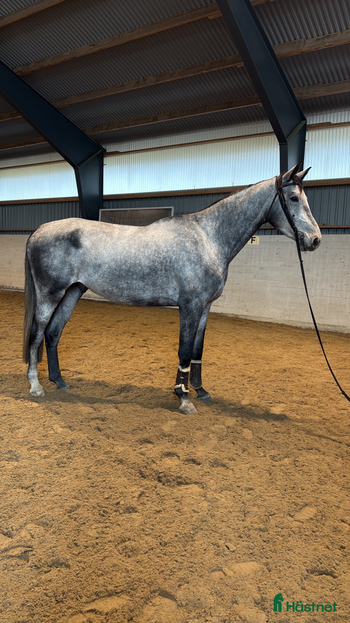  hästar Killen med hjärtat på helt rätt ställe! - Annons 2