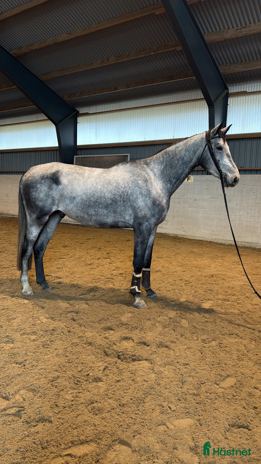 Hoppning hästar till salu: Killen med hjärtat på helt rätt ställe! - Annons 2