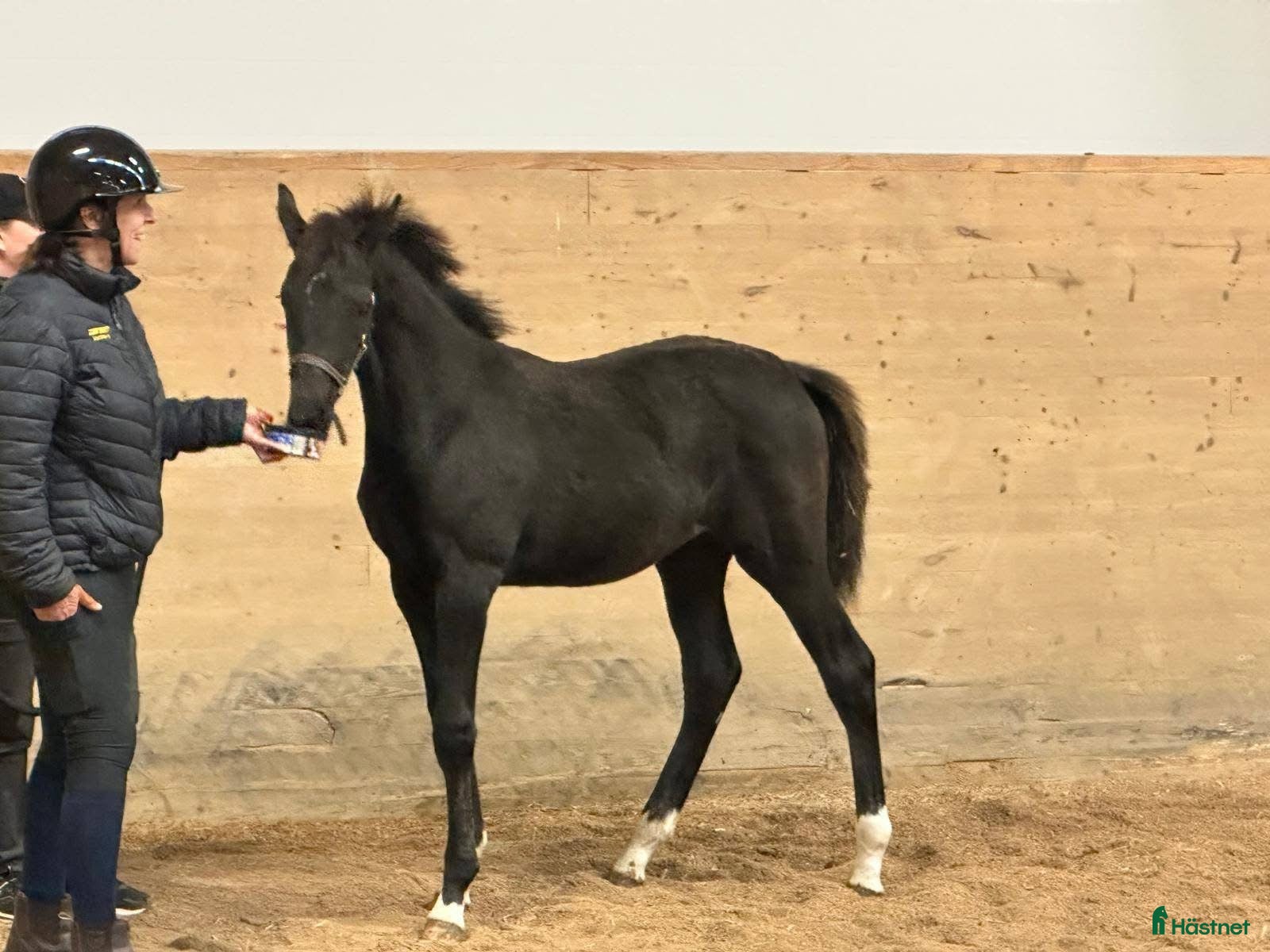  hästar Framtidslöfte e: Oneofakind OM ✨ i Borlänge - Annons 11