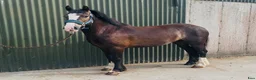 Allround hästar till salu: Lovely gelding 140cm - Annons 9