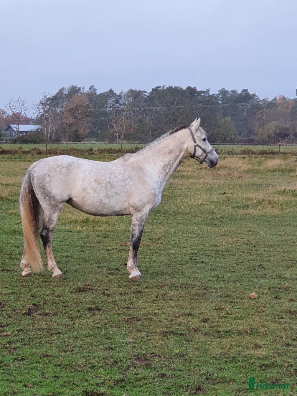  hästar Högklassigt avelssto - Annons 1
