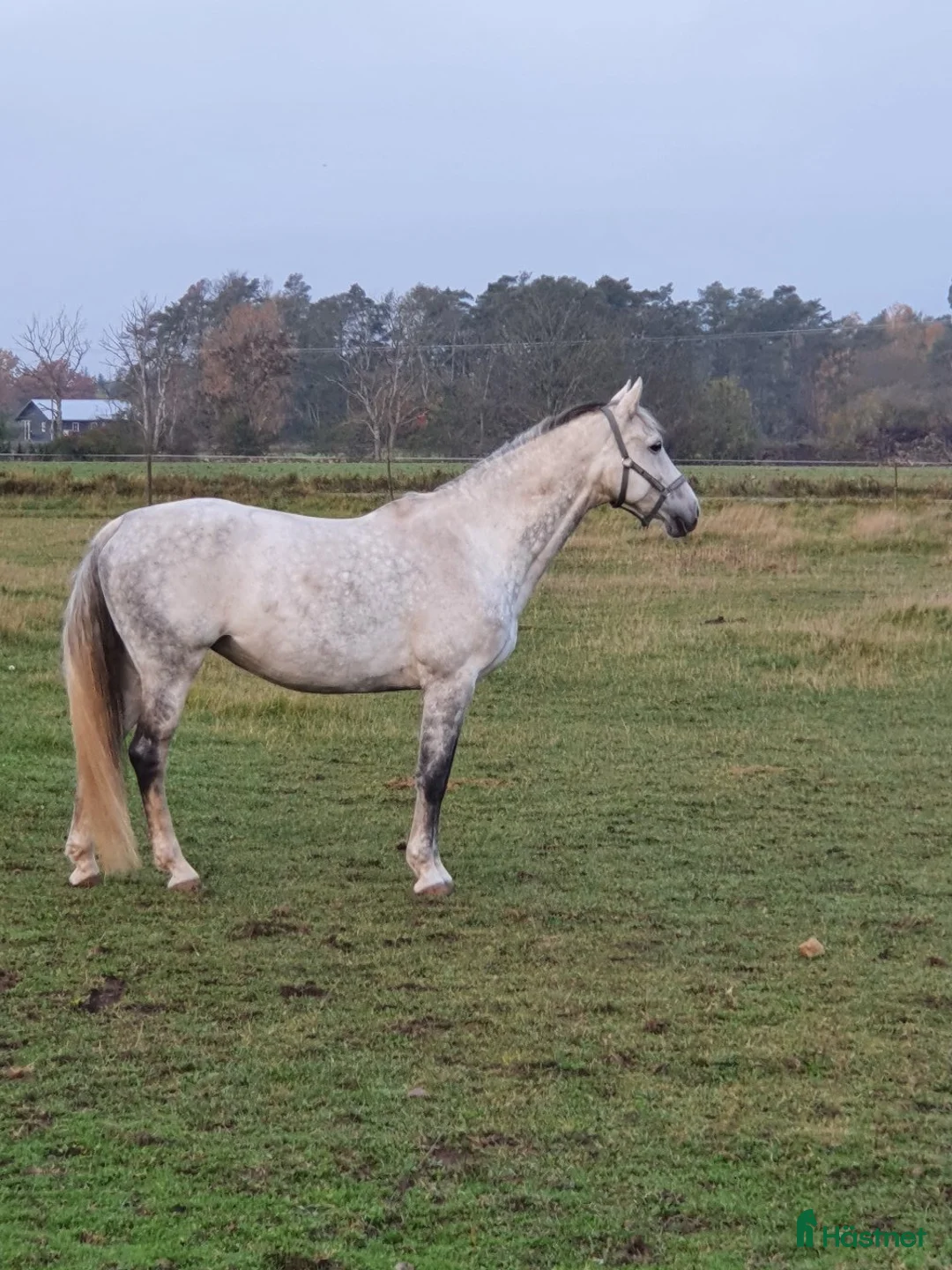 Avelshästar hästar till salu: Högklassigt avelssto - Annons 1