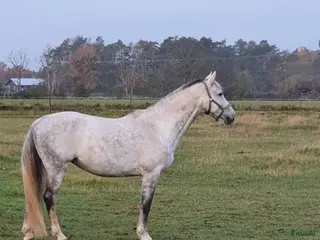 hästar Högklassigt avelssto - Annons 1