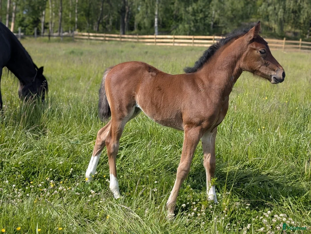 Hoppning hästar till salu: Svenskt Ridponny-föl till salu - Annons 5