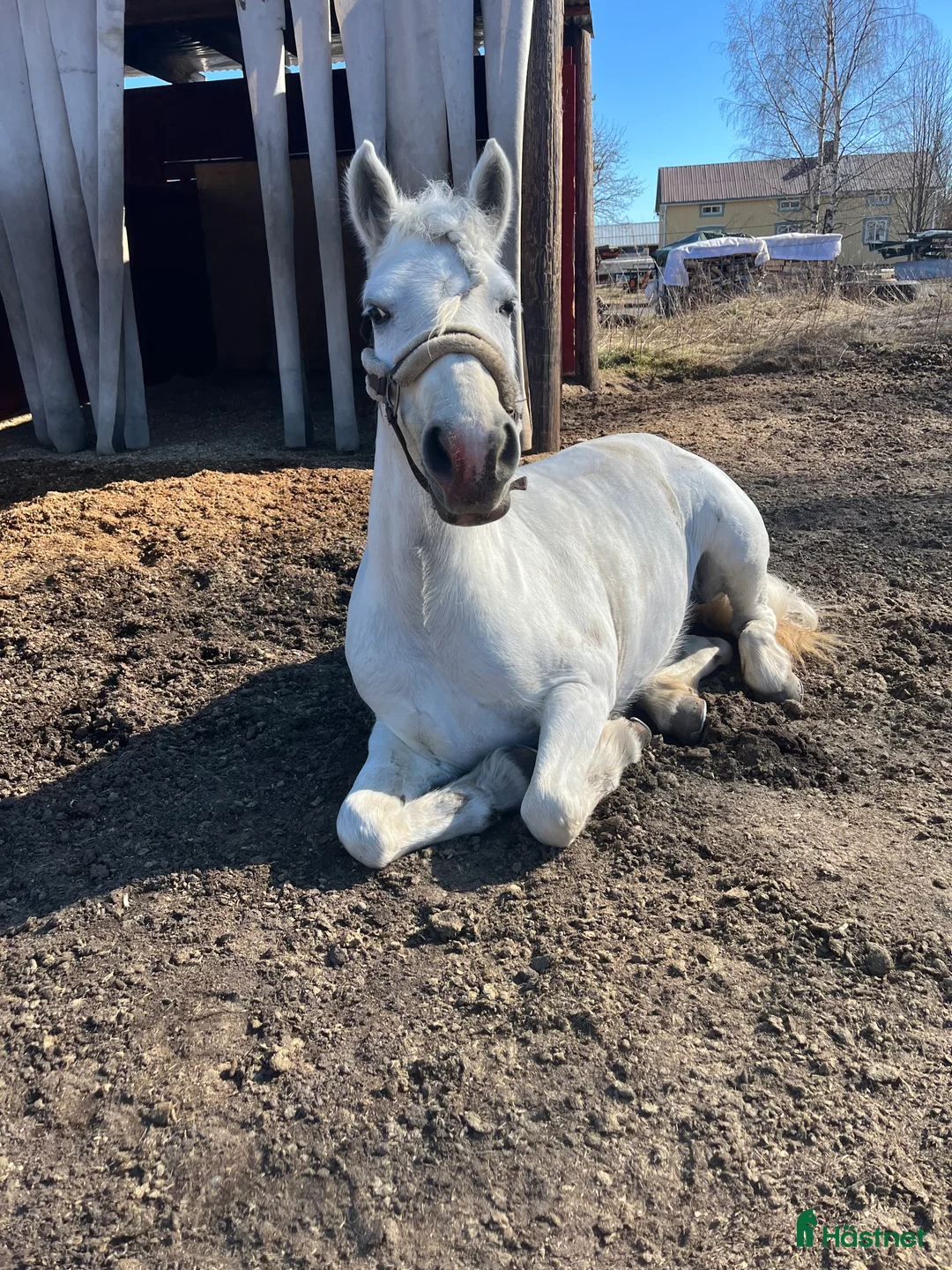 Allround hästar till salu: En bästa kompis  i Sangis - Annons 3