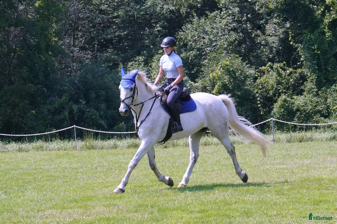  hästjobb finnes: Dressage stable near Antwerp, Belgium i Stockholm - Annons 1