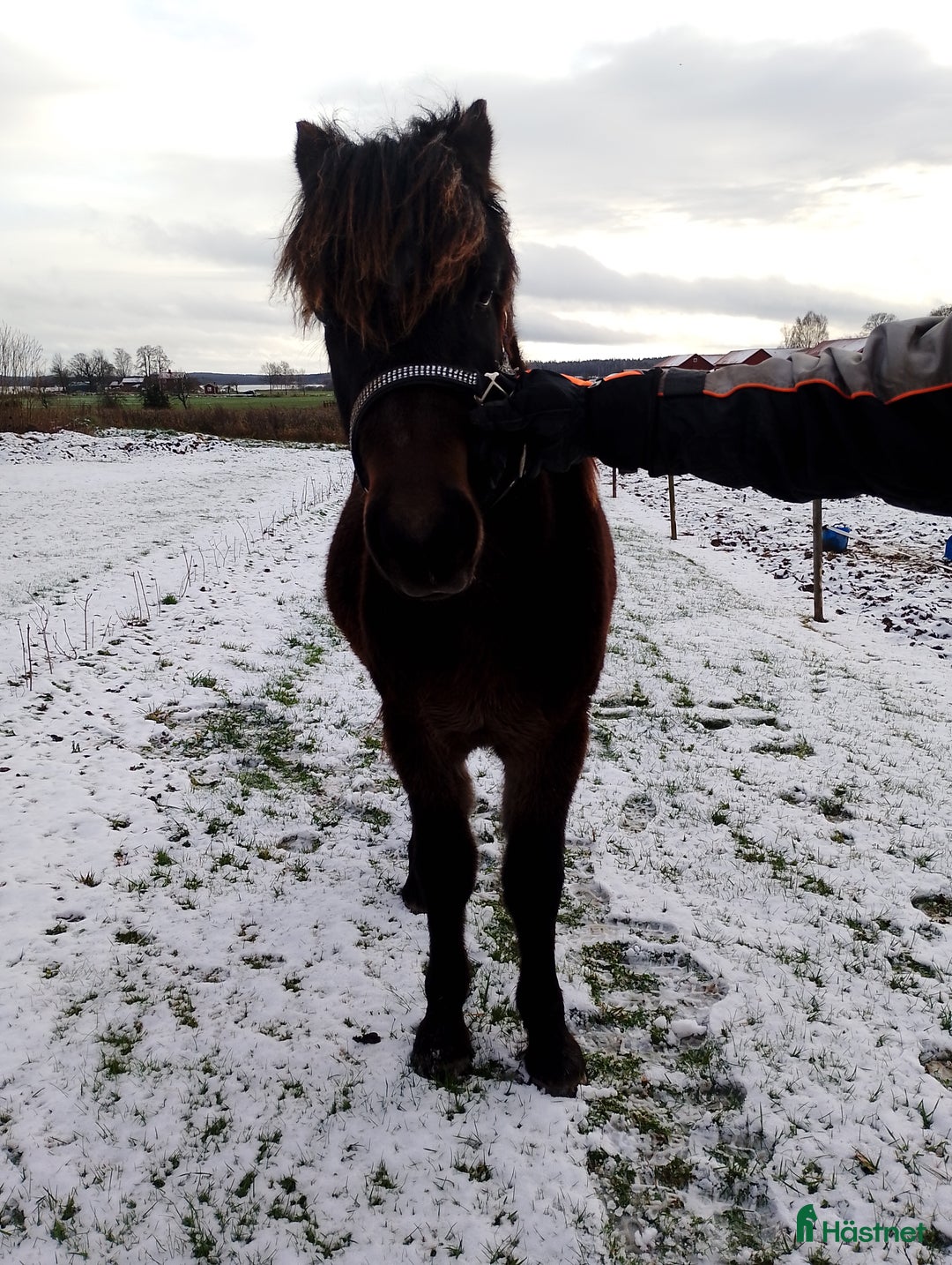 Övrigt hästar till salu: Trevlig kallblodshingst  i Vingåker - Annons 3