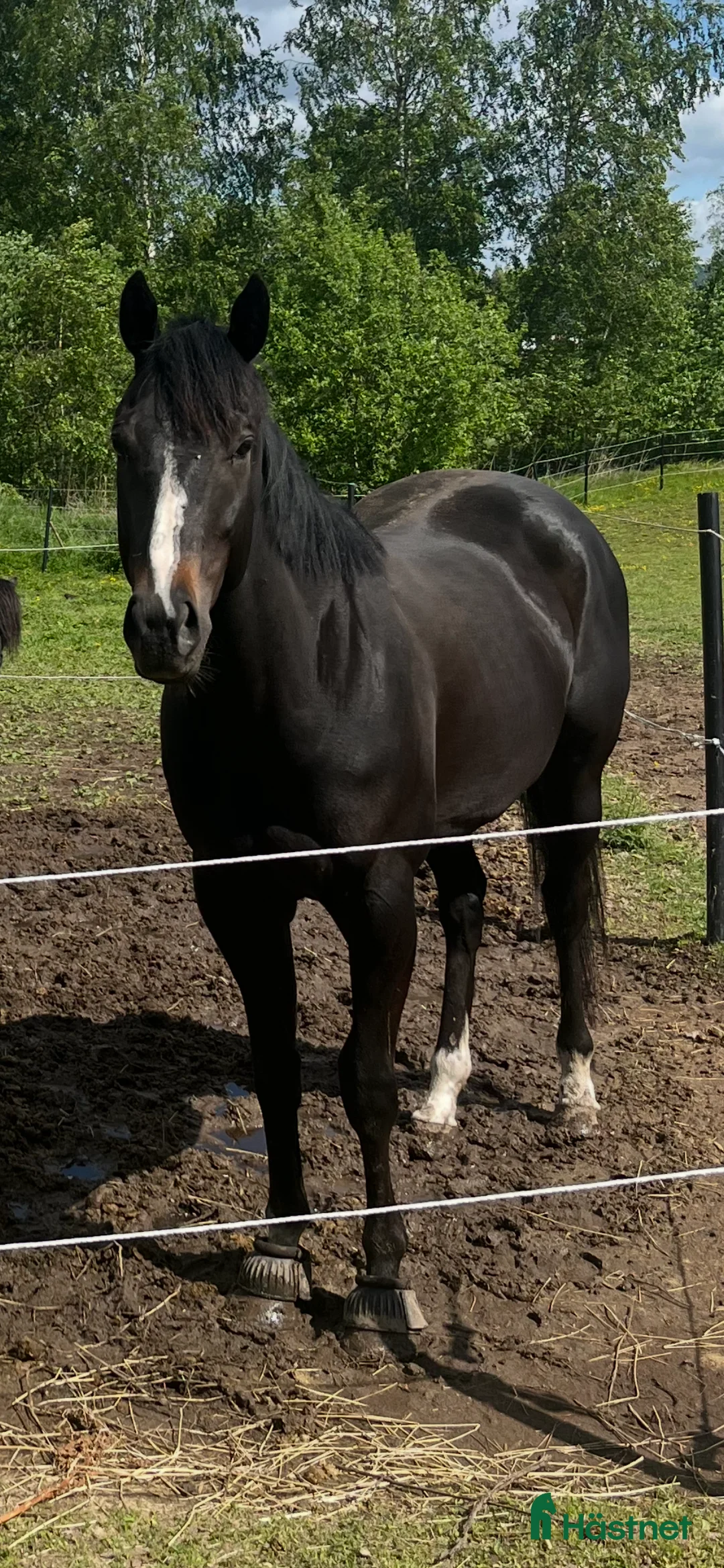 Allround hästar till salu: Killen med det största hjärtat i Arvika - Annons 3