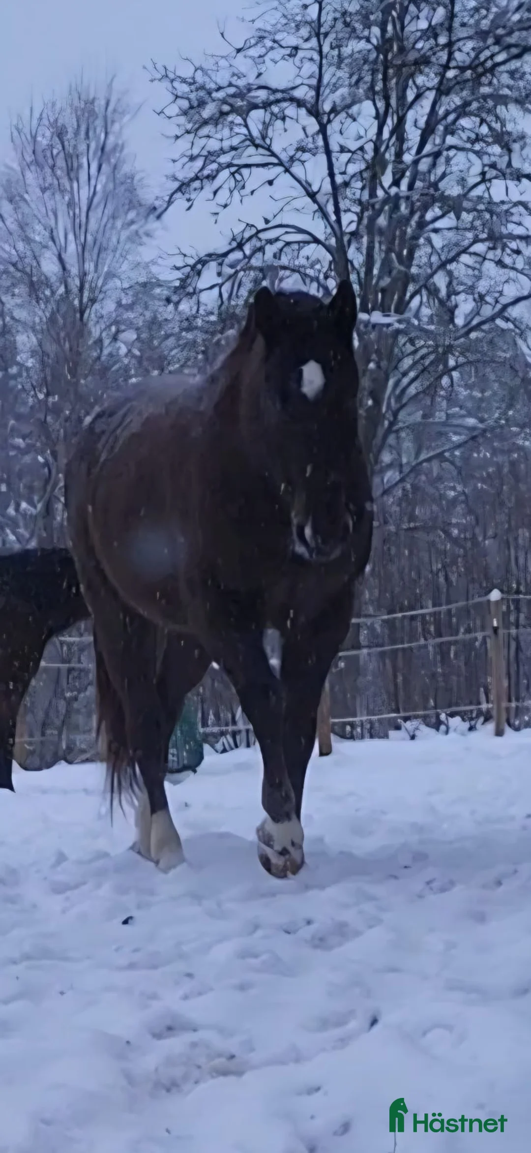 Allround hästar till salu: Max söker ett nytt hem - Annons 13