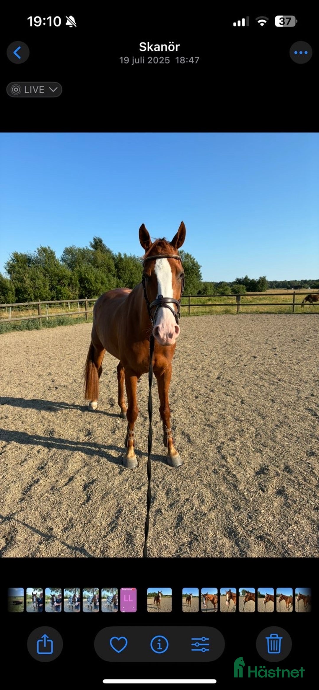 Hoppning hästar till salu: Välriden 7-åring e Mr Vain i Tomelilla - Annons 4