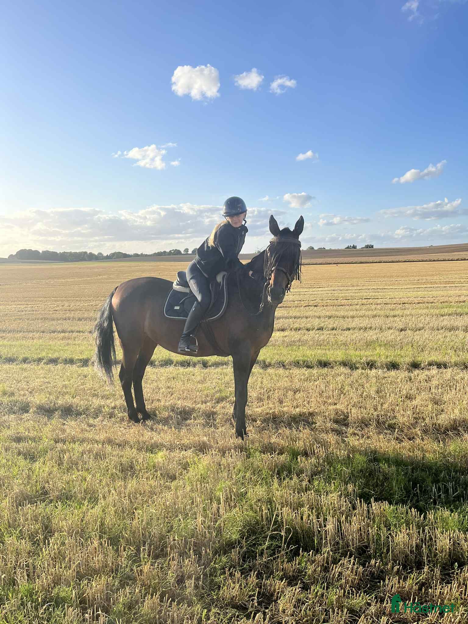  medryttarhäst sökes: Trygg hopphäst sökes för lektioner.  - Annons 11