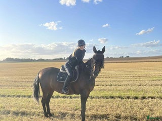 medryttarhäst sökes: Trygg hopphäst sökes för lektioner. - Annons 11