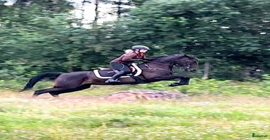  hästar i Björketorp - Annons 8