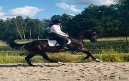 Dressyr hästar till salu: Utrycksfullt sto i Västervik - Bild 2