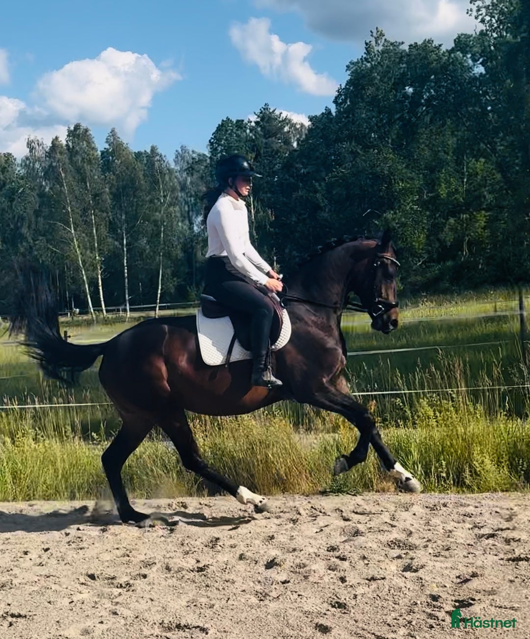 Dressyr hästar till salu: Utrycksfullt sto i Västervik - Bild 2