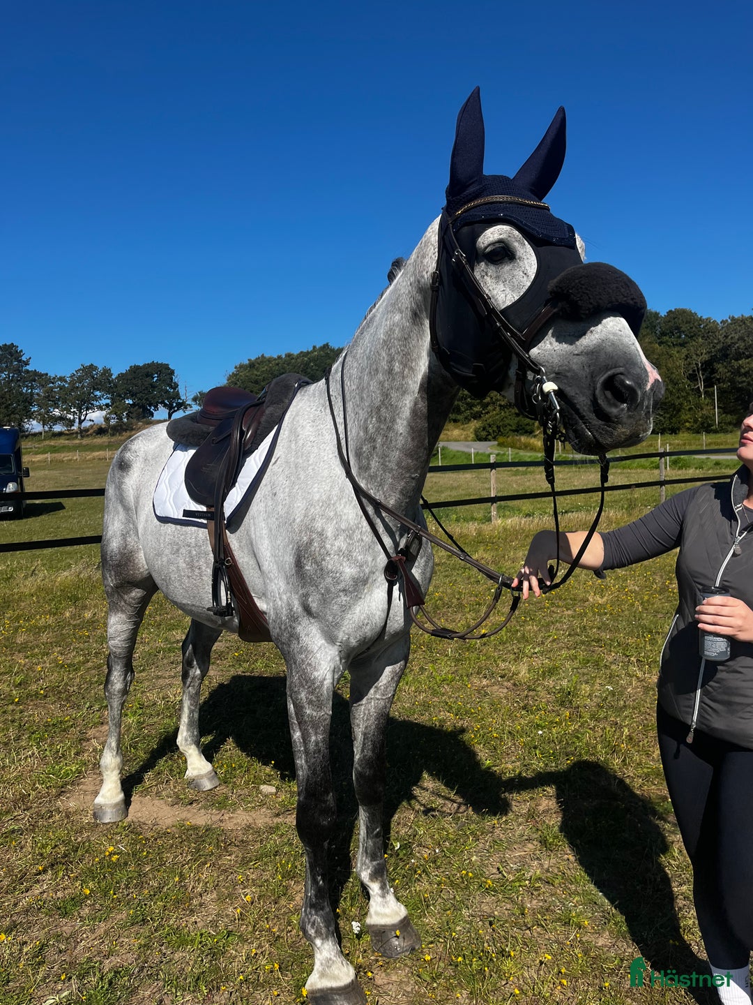 Allround hästar till salu: Världens finaste kille söker ny bästavän🦄🌟 i Halmstad - Annons 1