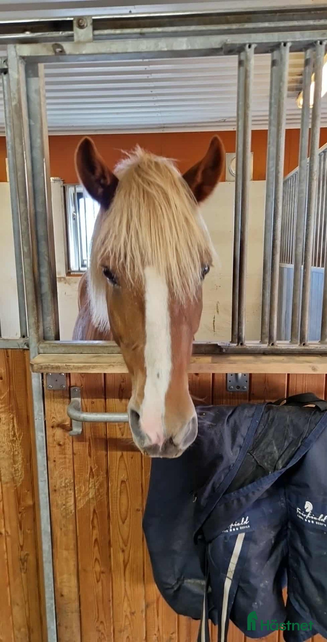 Allround hästar till salu: Vacker kallblodstravare - Annons 4