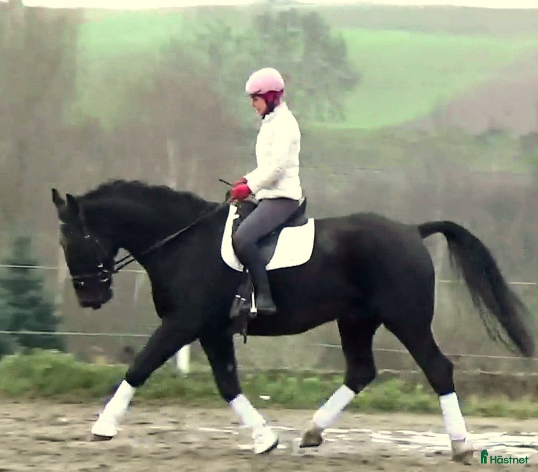 Allround hästar till salu: Fantastic Silesian horse for Christmas time i Örsundsbro - Annons 4