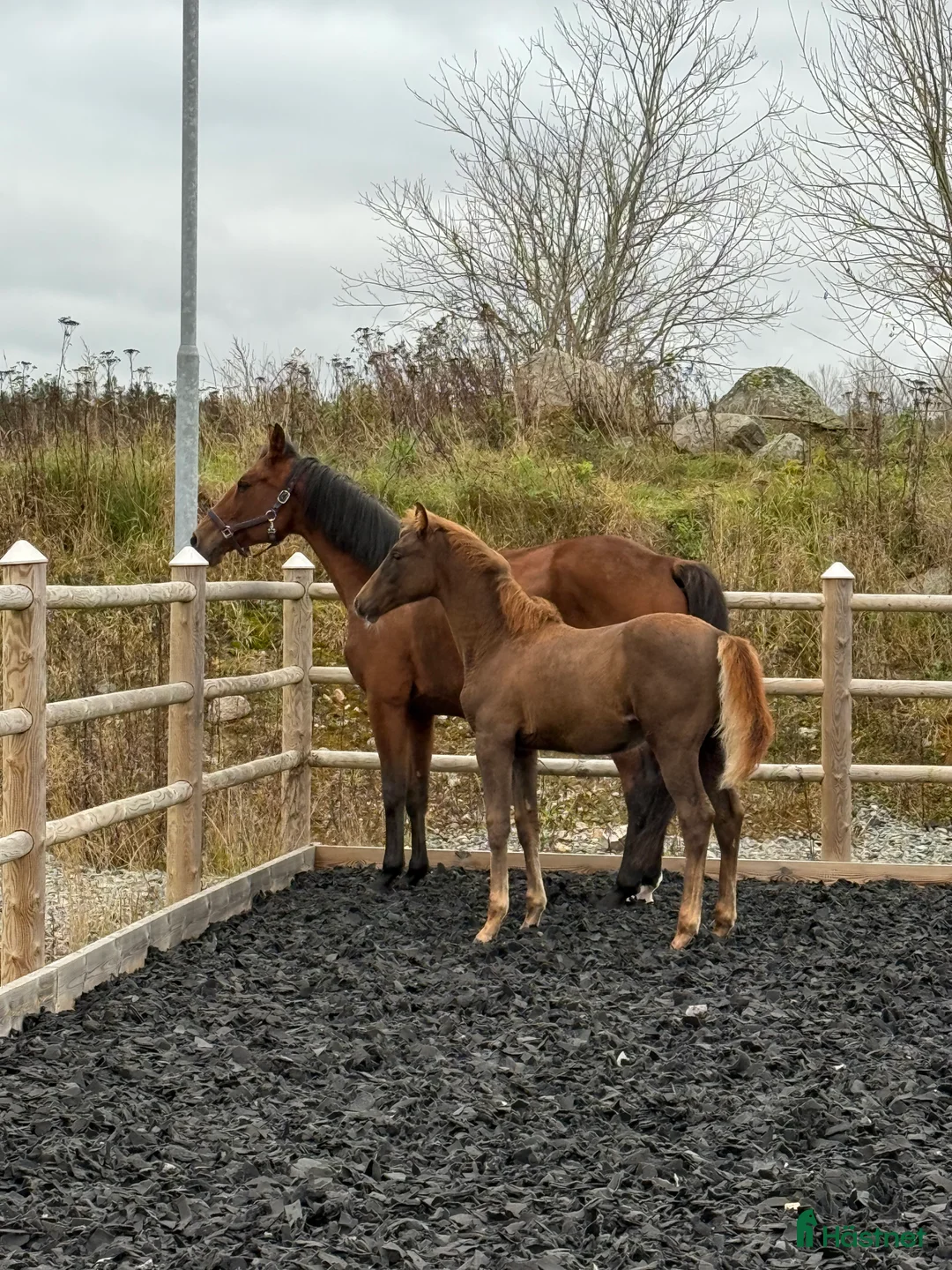 Dressyr hästar till salu: Åring med power för dressyr  - Annons 4