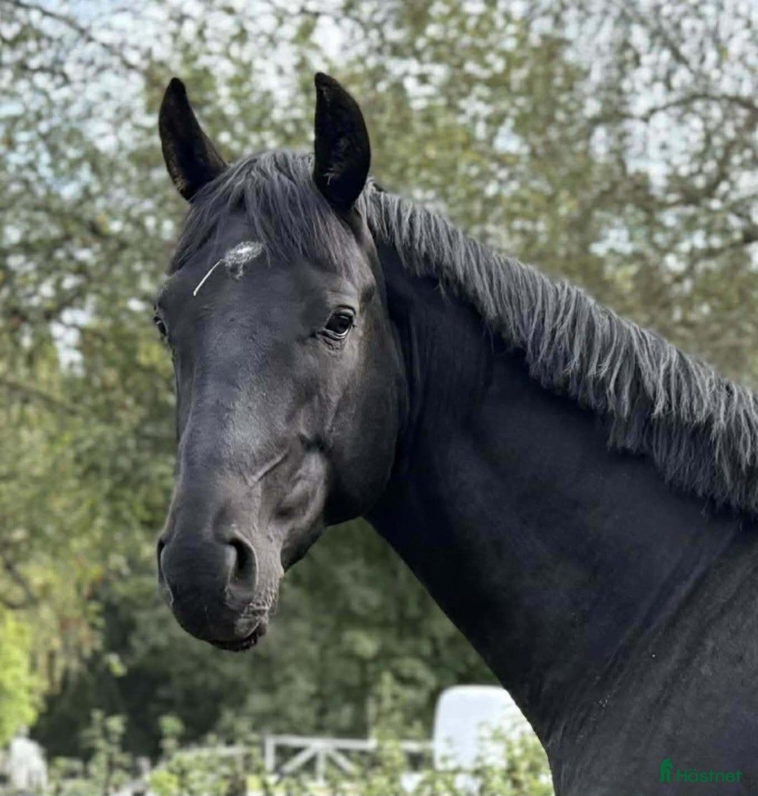 Hoppning hästar till salu: Hoppstammad halvblodsvalack i Lammhult - Annons 1