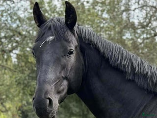 hästar Hoppstammad halvblodsvalack i Lammhult - Annons 5