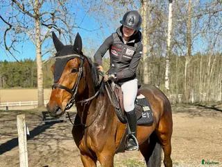 hästar Lovande SWB-sto - Annons 7