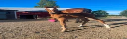 Dressyr hästar till salu: Zafferano - Zhivago FWB filly for sale - Annons 4
