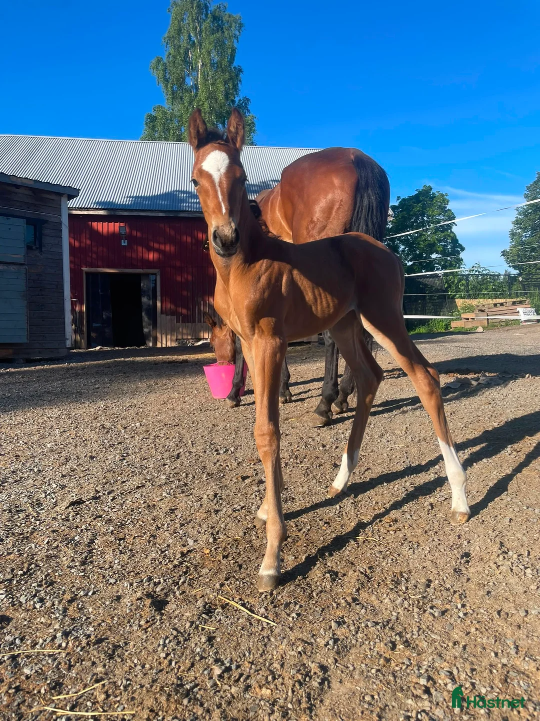 Dressyr hästar till salu: Zafferano - Zhivago FWB filly for sale - Annons 4